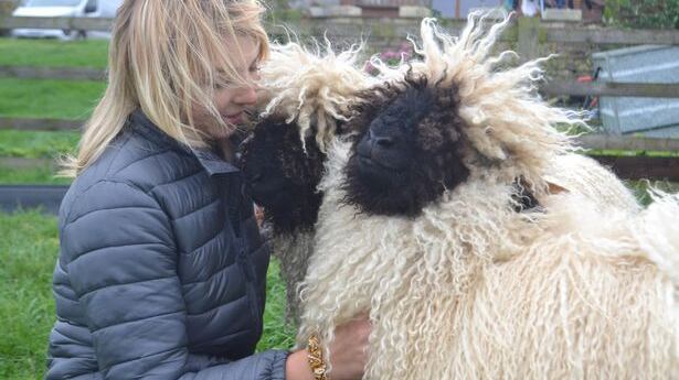 Ida e Izzy são ovelhas da raça Valais Blacknose e animais de terapia de Hannah Russell
