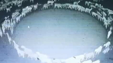 Imagens mostram misterioso caso de ovelhas que caminham em círculo por 12 dias seguidos