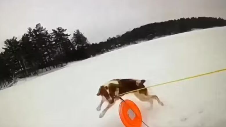 A cachorra ajudou salvar seu tutor de um lago congelado ao levar um disco de resgate até ele. Foto: Vídeo de câmera corporal da Polícia de Michigan