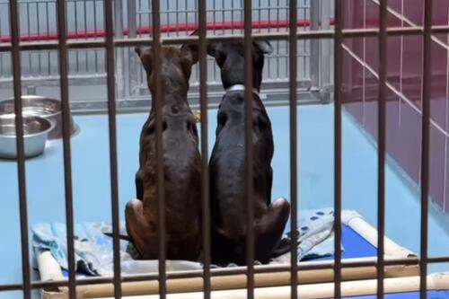 Cães gêmeos prestes a serem sacrificados esperam por um milagre durante apelo