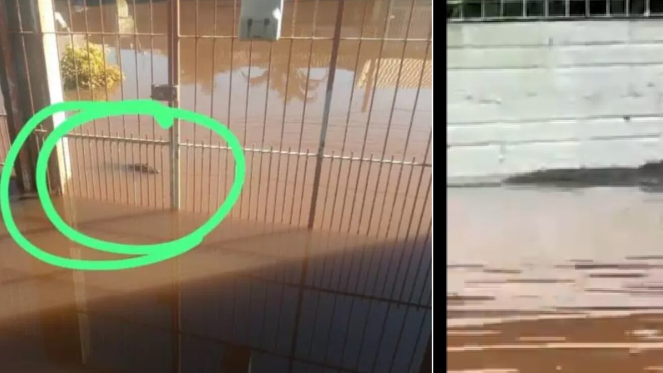 Jacaré em Porto Alegre