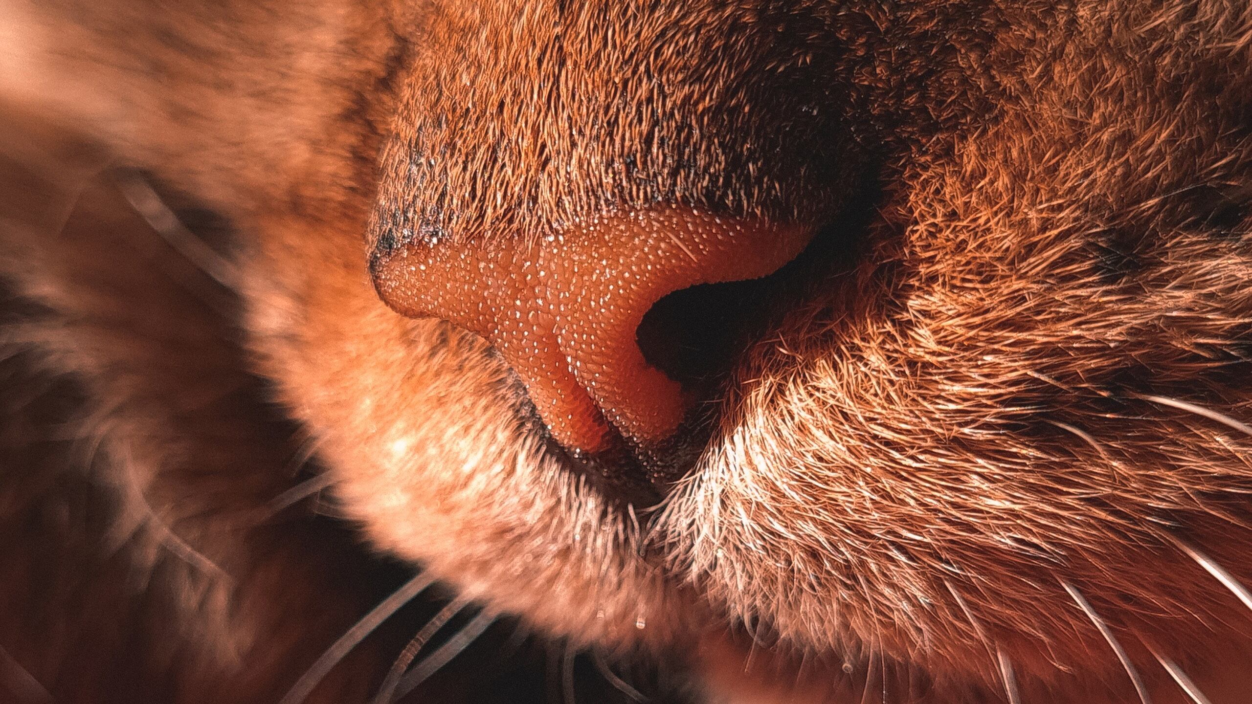 Descubra quais são os cheiros que os gatos detestam