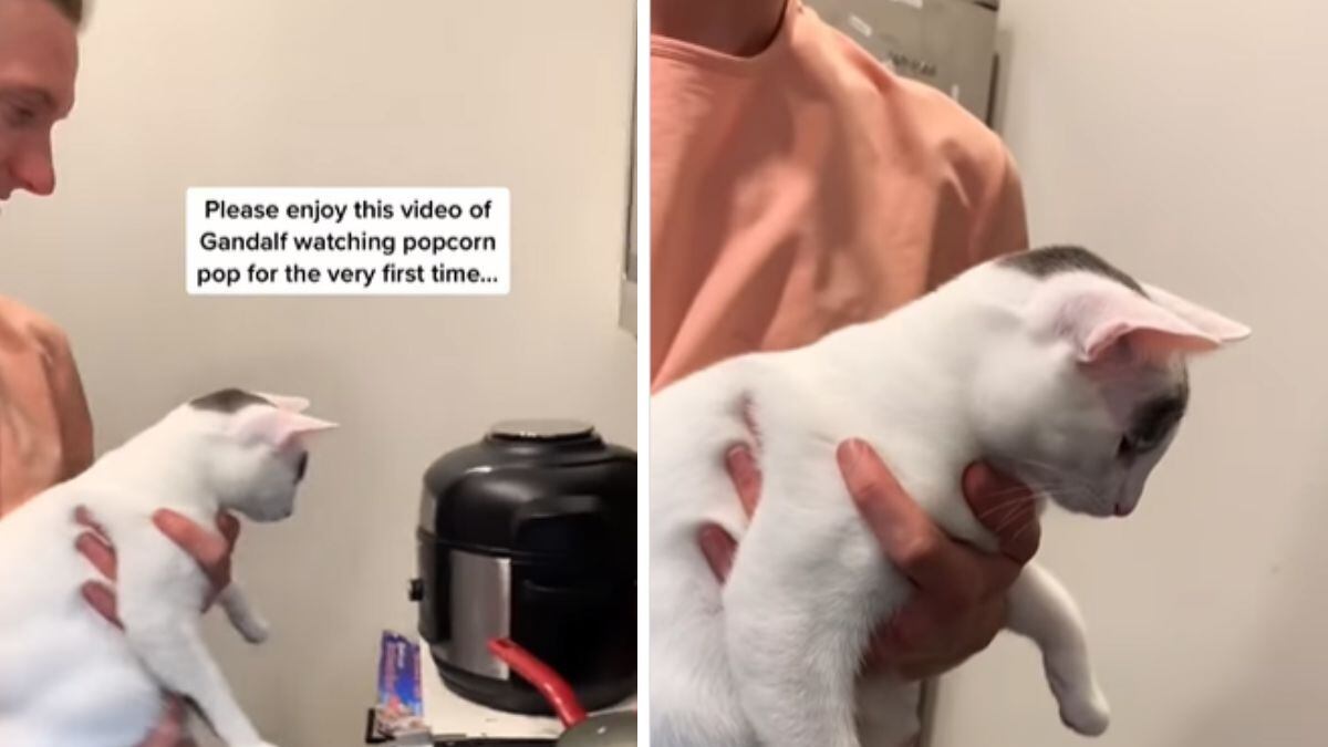 Gata fica fascinada ao observar pipoca no fogão