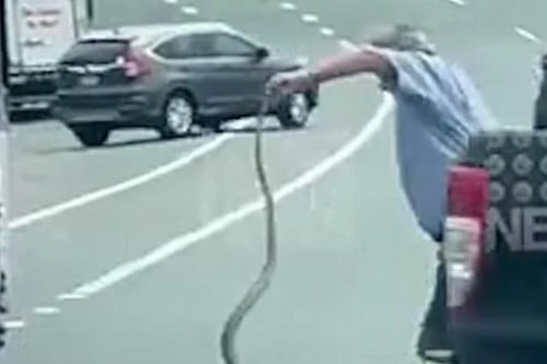 Vídeo mostra motorista de ônibus pegando cobra que parava  o trânsito com as mãos 