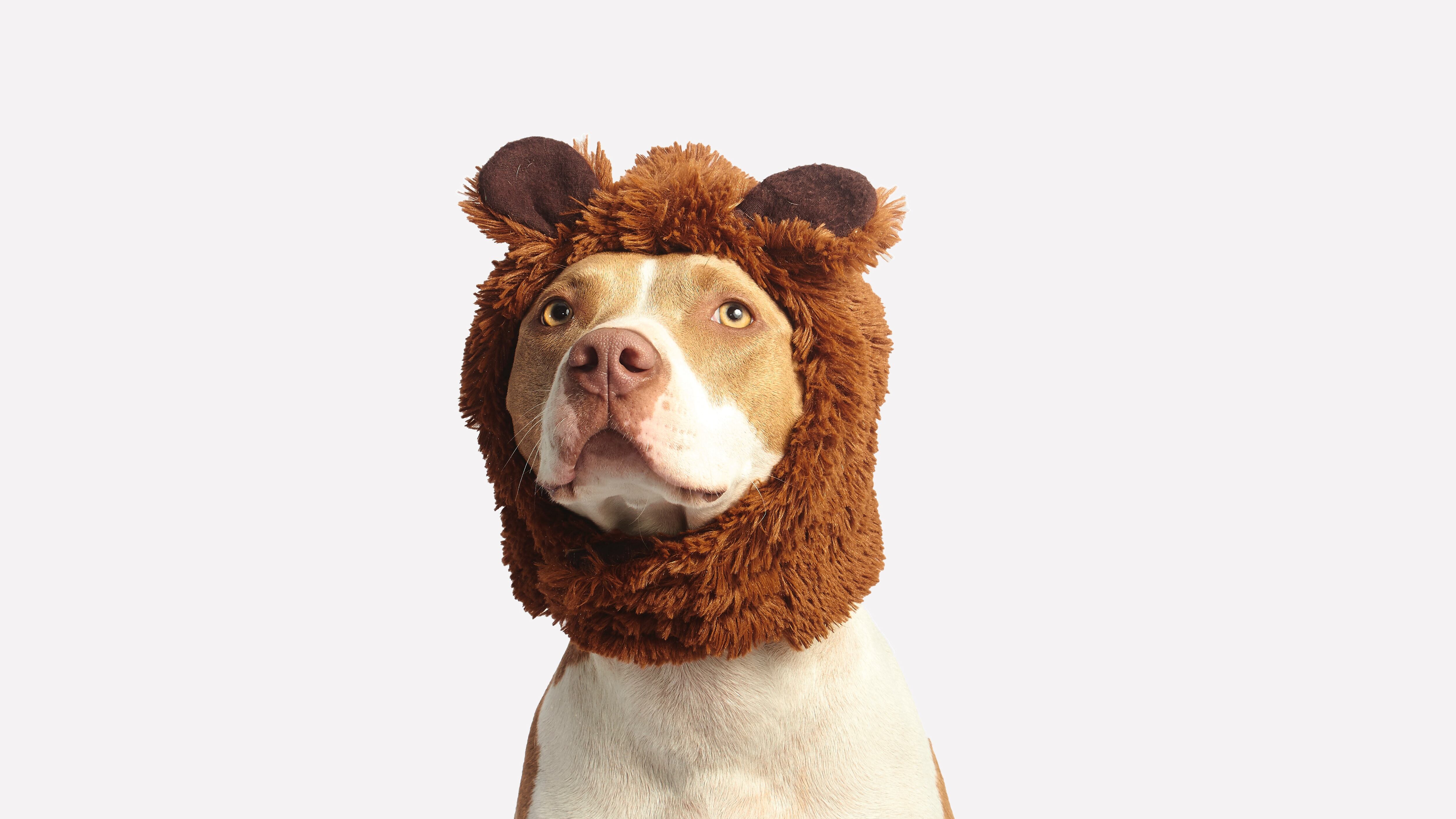 Cachorro com touca de pelúcia na cabeça