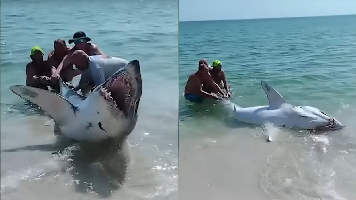 Tubarão mako foi resgatado por banhistas em praia da Flórida