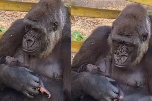 Mamãe gorila emociona internautas ao amamentar e fazer carinho no bebê recém-nascido