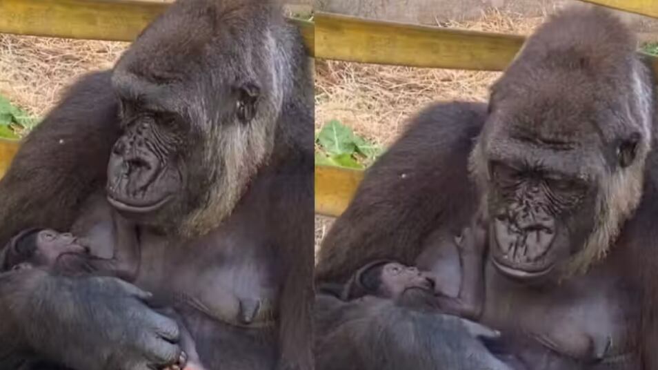 Mamãe gorila emociona ao amamentar e fazer carinho no bebê recém-nascido