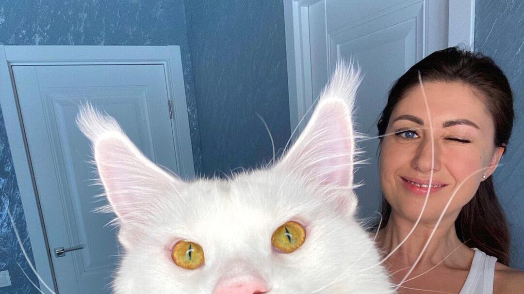 Maine Coon da raça Kefir é considerado o maior gato do mundo