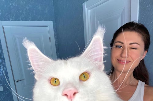 Mulher com maior gato do mundo diz que animal é do tamanho da filha de 4 anos e consegue abrir portas
