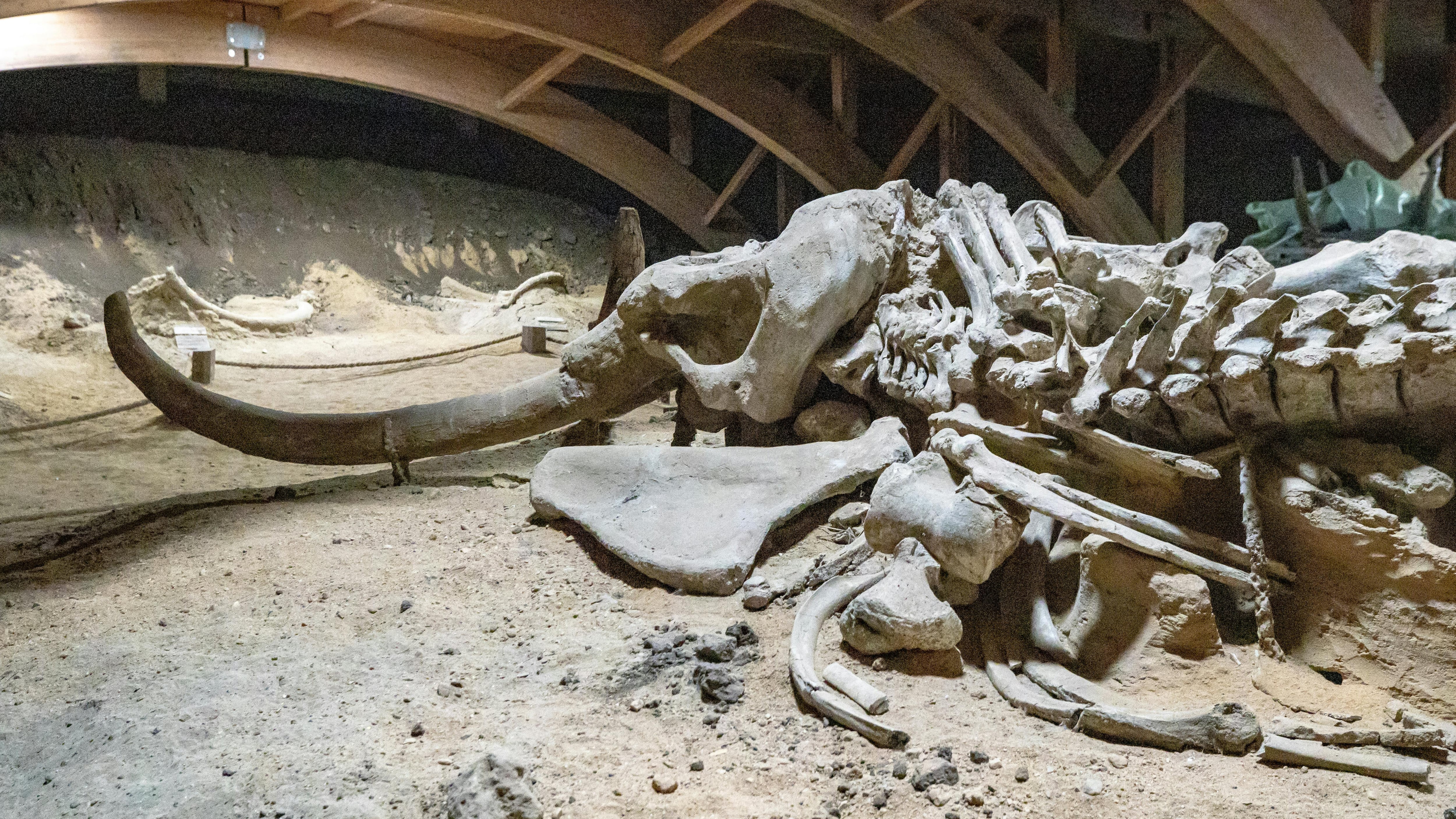 Empresa quer reviver animais extintos, entre eles os mamutes