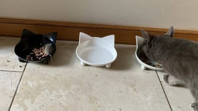 Gata e rato viram amigos na Inglaterra