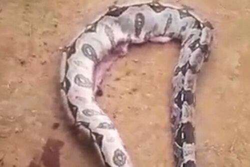 Imagens mostram o que populares acharam dentro de uma das maiores cobras da Amazônia