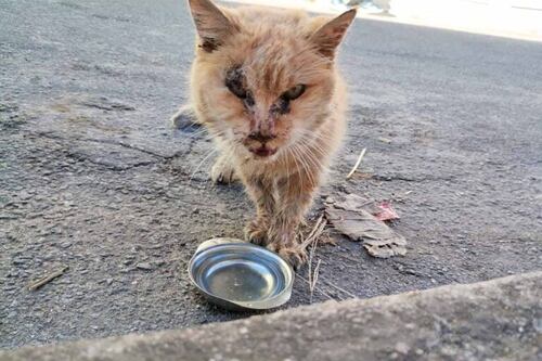 Com 29 anos, família brasileira diz ter gata mais velha do mundo