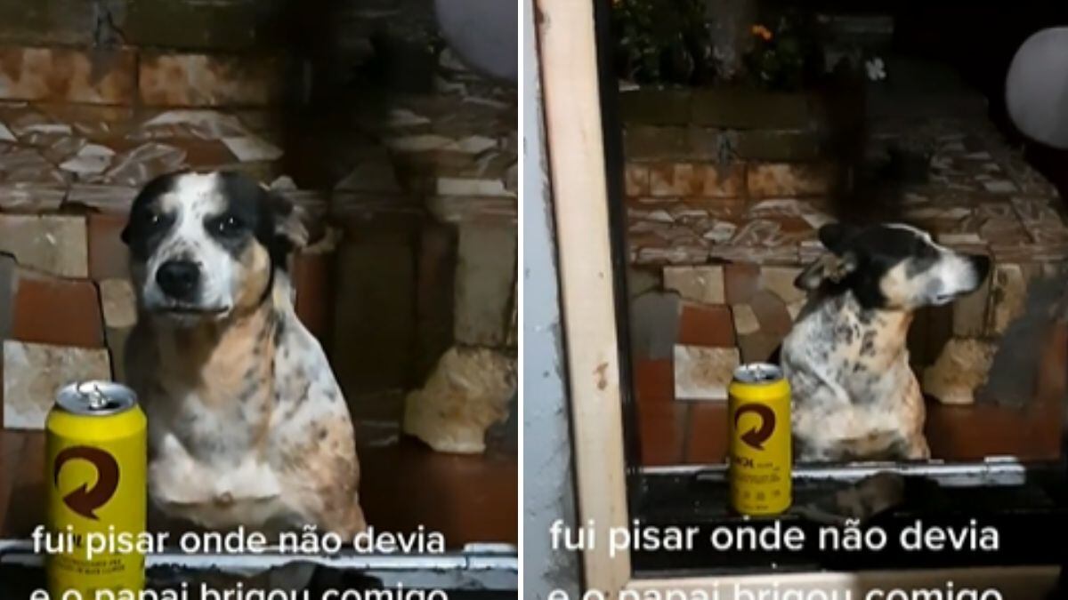 Reação de cachorrinha ao levar bronca viralizou no TikTok