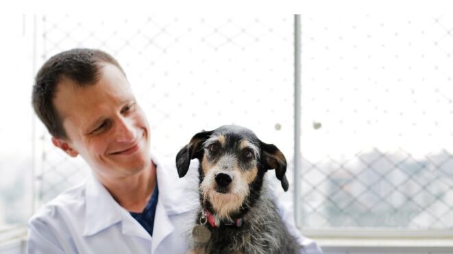 Primeira Pet influencer do Brasil, Estopinha está no veterinário e passa por momentos difíceis