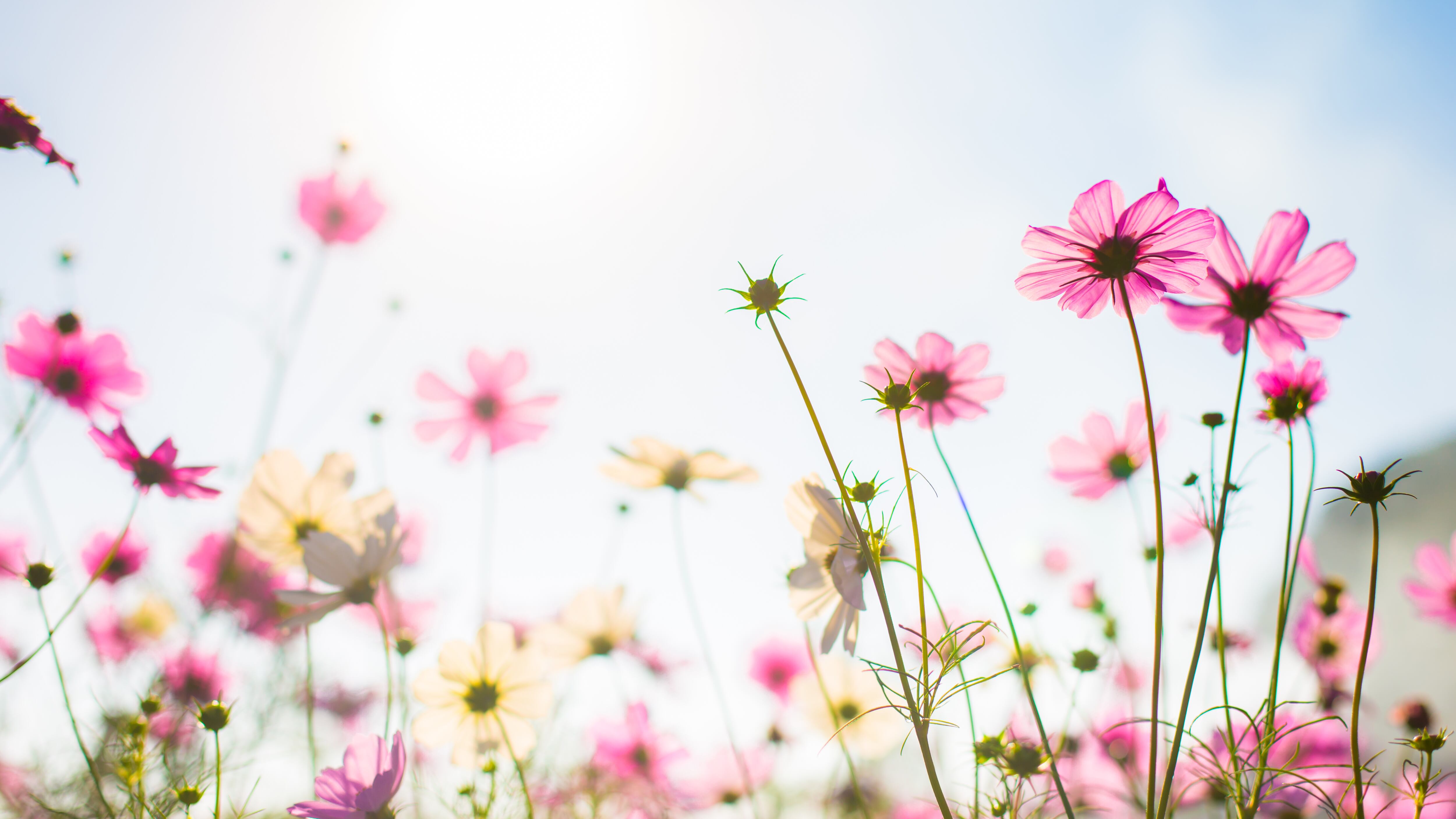 Primavera começa nesta quinta-feira