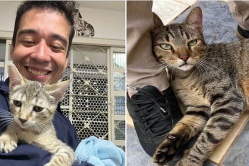 Psicólogo é investigado por suspeita de adotar gatos para rituais e experimentos; dezenas teriam morrido