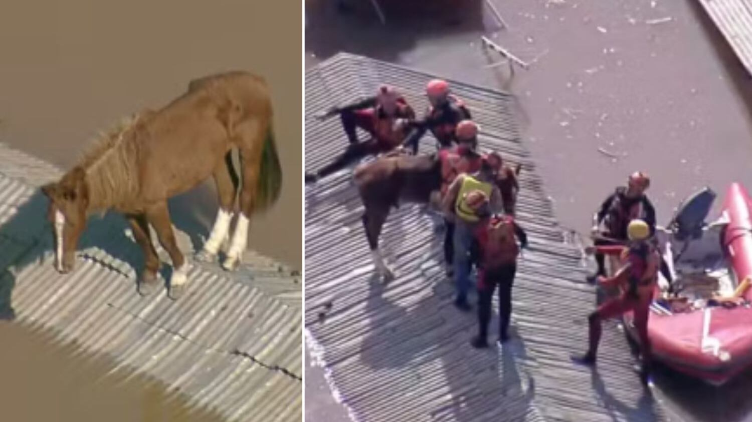 Animal ainda será avaliado por veterinários