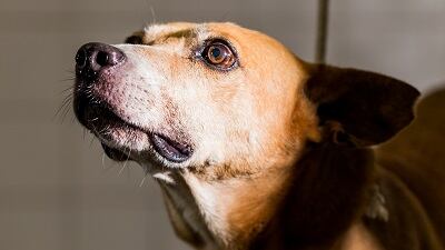 Prefeitura incentiva adoção