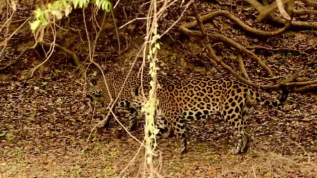 Enfrentamento onças