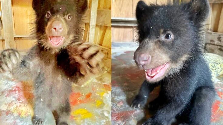 Osito de anteojos rescatado en Antioquia