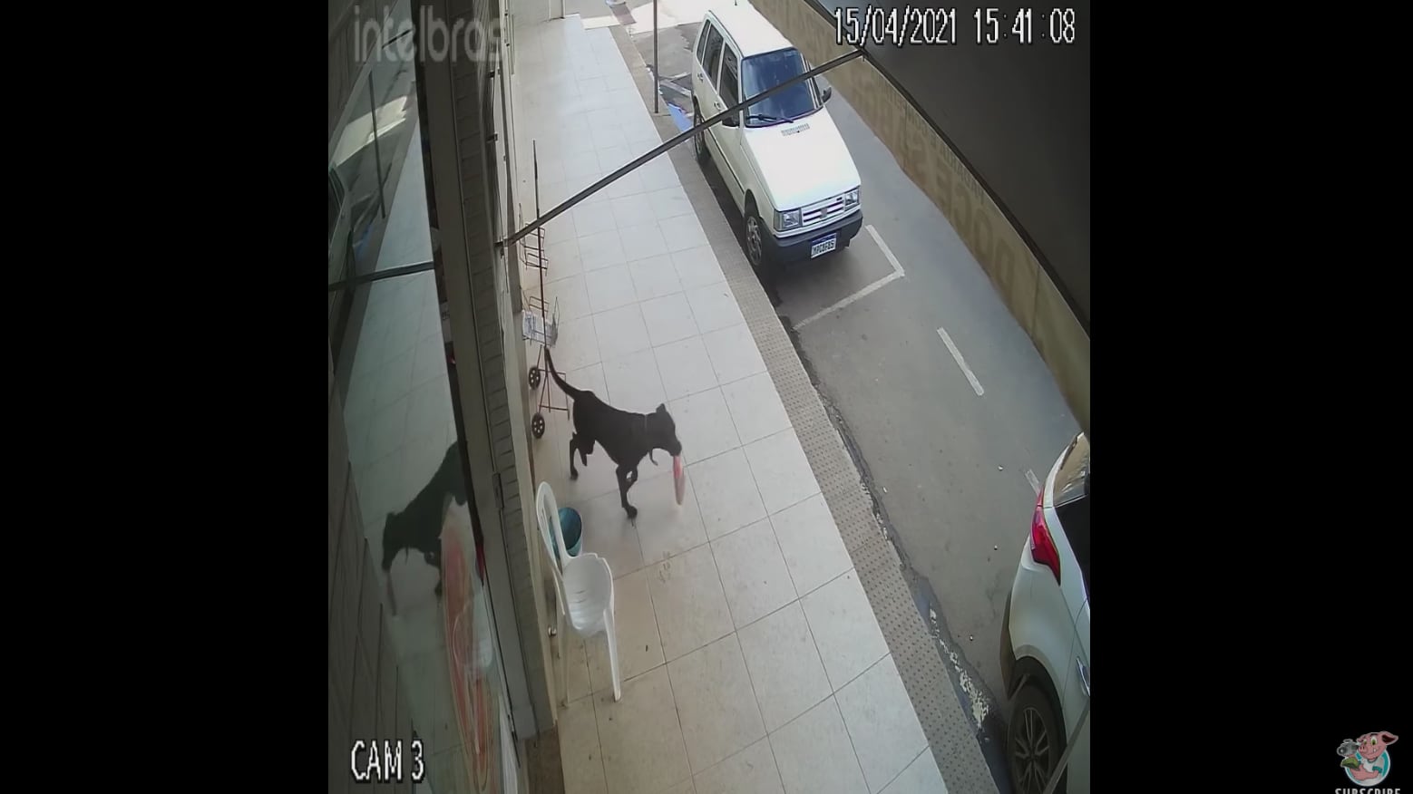 Vídeo registra momento em que cachorro de rua entra em padaria e ‘rouba’ saco de pão