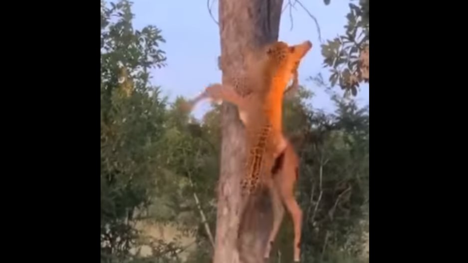 Vídeo registra momento em que leopardo escala árvore com presa para fugir de oponentes