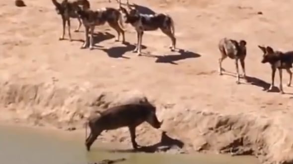 Vídeo registra momento em que javali é encurralado por crocodilo e grupo de cães selvagens; assista