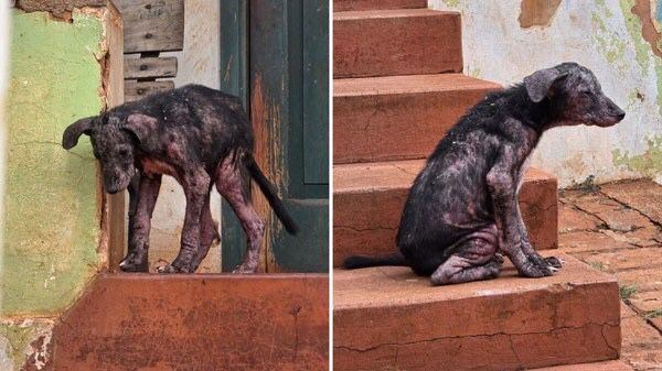 Mulher é presa por maus-tratos após cachorros serem encontrados em situação de emergência sanitária em SP
