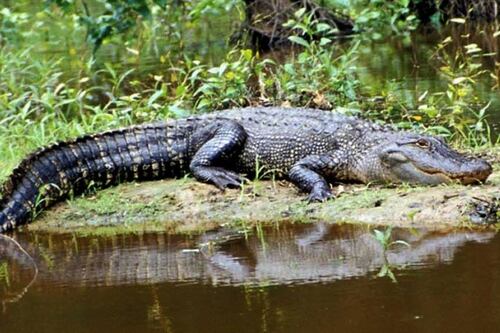 Cuidado ao caminhar: crocodilos e cobras estão por todos os lados na Flórida após o furacão Milton