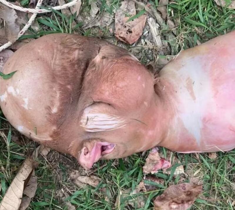 Bezerro com 'cabeça humana'