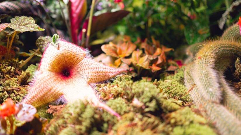 “ESSÊNCIA: Jardim Interior – Atsunobu Katagiri”, na Japan House