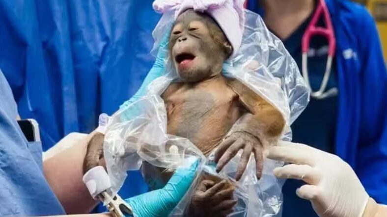 Foto: Howard Lin/Busch Gardens Tampa Bay