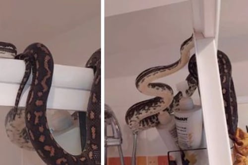 Homem se senta em vaso sanitário e percebe que é observado por cobra de 10 kg; vídeo após momento chocante impressionou