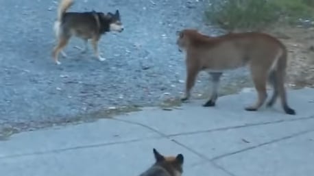Em vídeo surpreendente, cachorros enfrentam puma que entrou em quintal de residência; assista