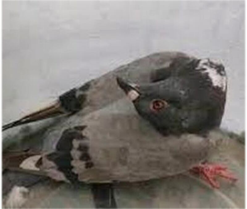 Pombo infectado com o vírus na ilha de Jersey