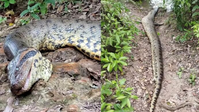 Revelado o motivo da morte de Ana Júlia, sucuri gigante ‘mais famosa do mundo’ conhecida como ‘Vovozona’