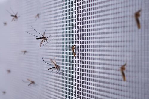 A misturinha caseira com vinagre de maçã para acabar com os mosquitos