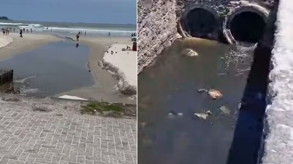 Amostras de água no litoral paulista são analisadas após surto de virose