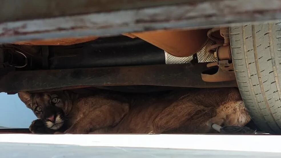 Resgate de onça em Goiás leva mais de 7 horas