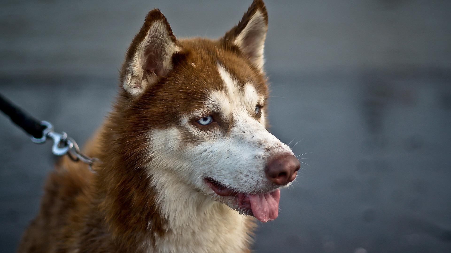 Cachorro morde ladrão que invadiu casa do Piauí