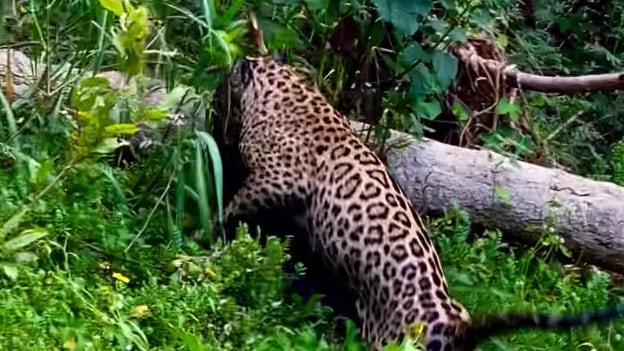 onça pintada ataca jacare no pantanal