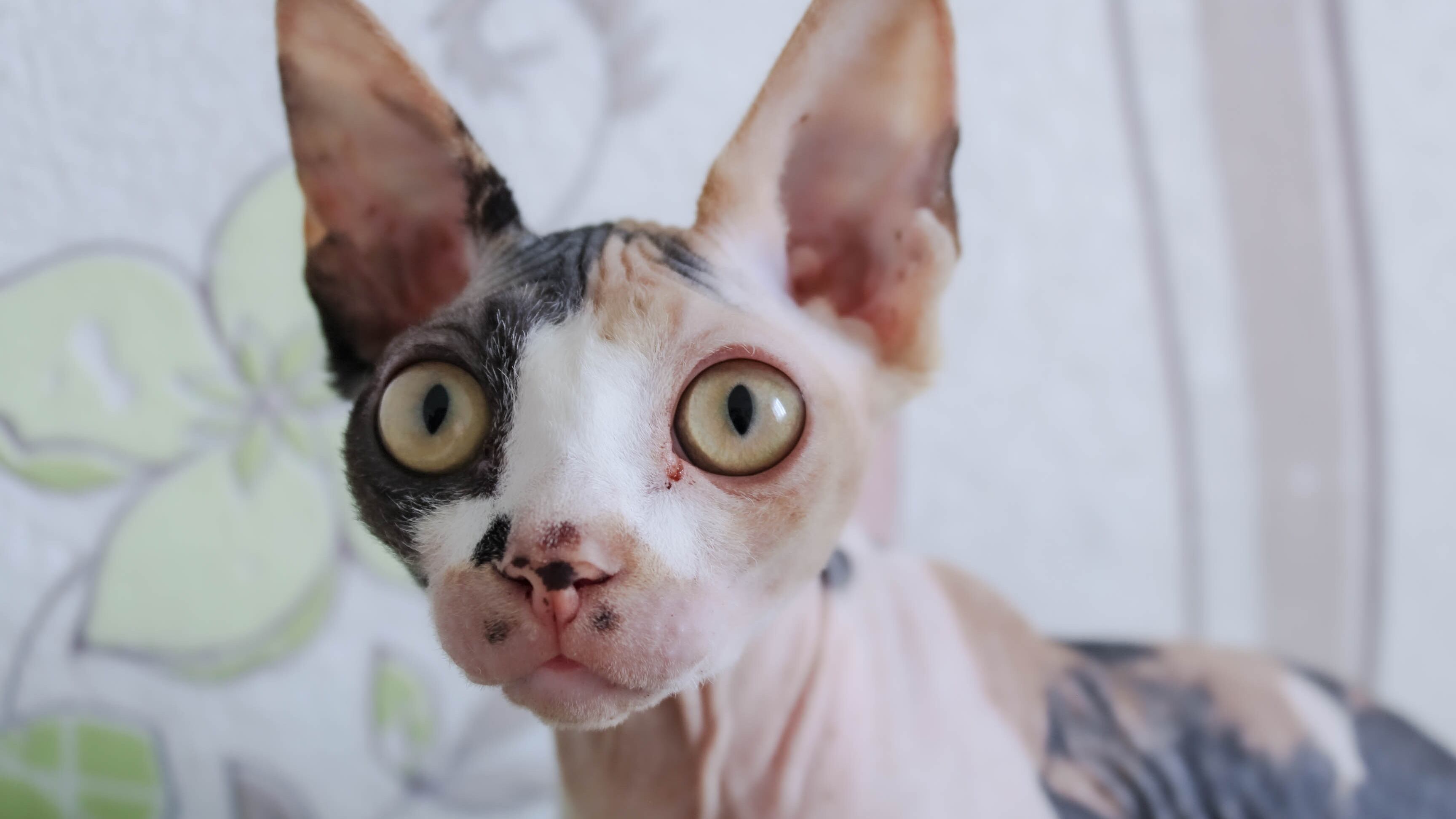 Sphynx: descubra 8 fatos sobre essa raça de gato considerada peculiar