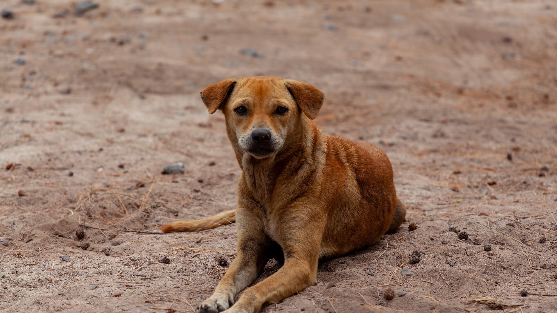 O que fazer quando encontrar um animal abandonado?