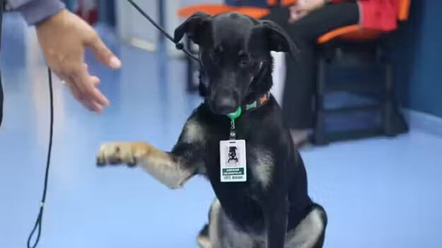 O vira-lata Ademar foi adotado pelo Hospital Dia Cidade Ademar, na Zona Sul de São Paulo, e se tornou o primeiro cachorro hospitalar da rede municipal de saúde da cidade. - Foto: Pref.de São Paulo