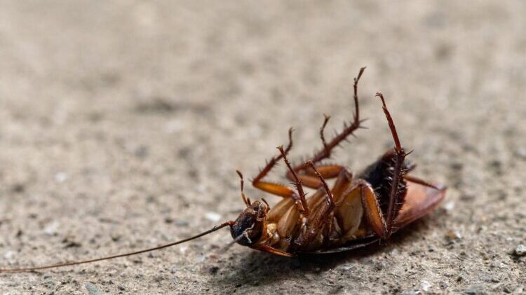 Aqui está a misturinha caseira que te ajudará a acabar com as baratas de uma vez por todas