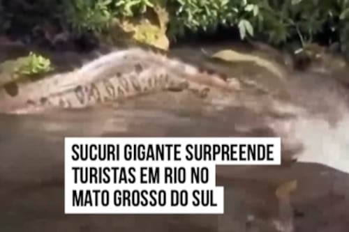 Vídeo registra momento em que sucuri gigante surpreende turistas em rio