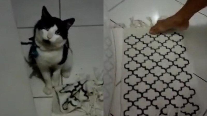 Bichano não gostou da nova decoração