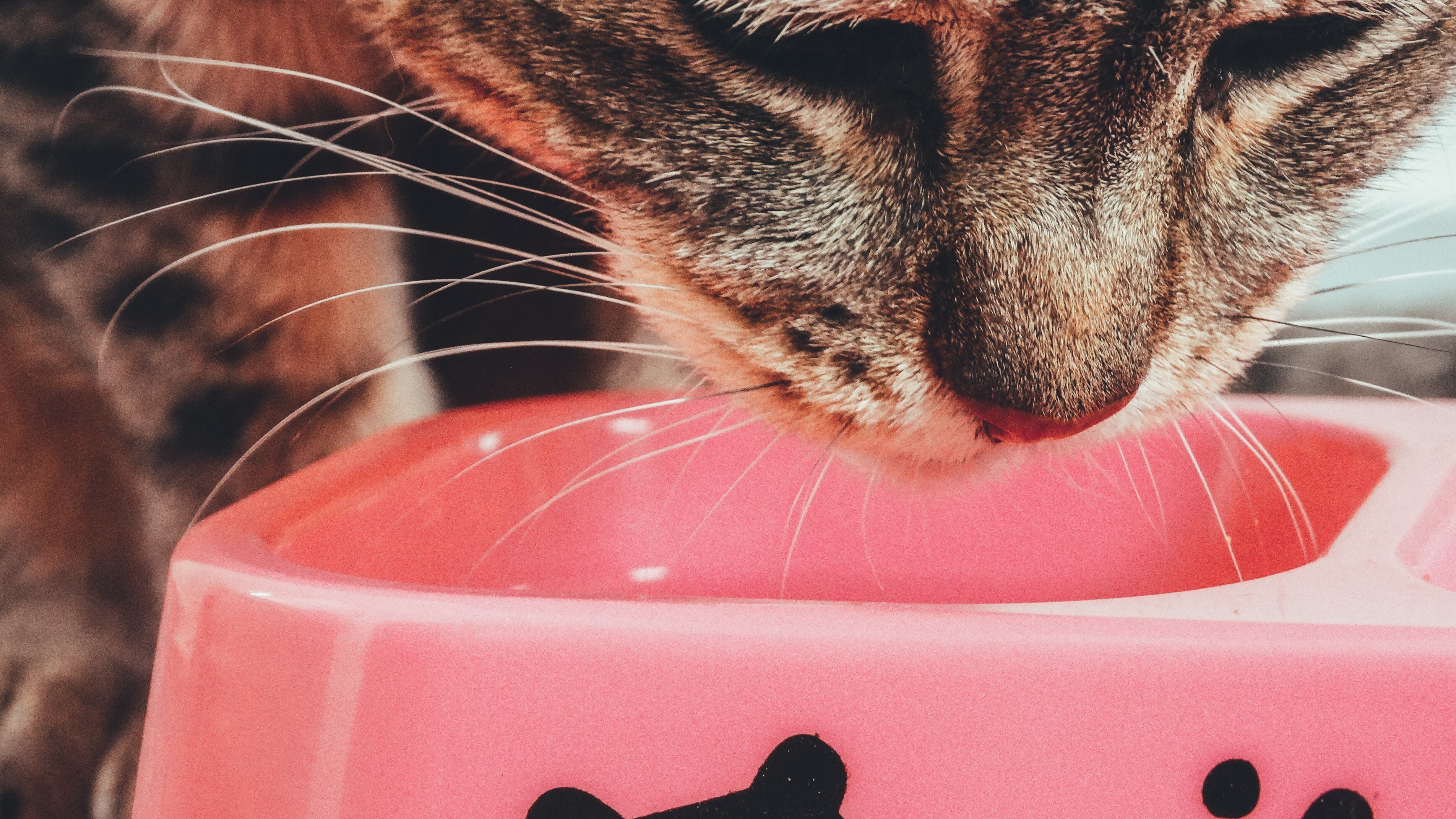 Gato comendo ração